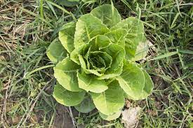 What is the best way to harvest lettuce? When To Harvest Romaine Lettuce Garden Eco