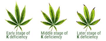 Cannabis Leaf Symptoms Chart Bedowntowndaytona Com
