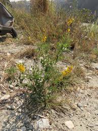 Image result for Crotalaria trichotoma