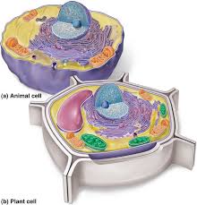 We did not find results for: Remix Of Plant Vs Animal Cell