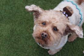 Frosted Faces 12 — Frosted Faces Foundation