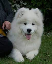 Samoyed Cute Dogs Samoyed Puppy Samoyed Dogs