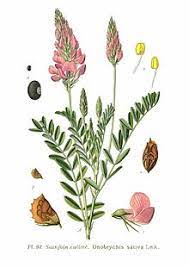 Esparsette, esper, hedysarum onobrychis l., eine unserer wichtigsten futterpflanzen, die aber durchaus einen kalkhaltigen boden verlangt. Esparsetten Wikipedia