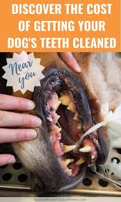 The severity and extent of periodontal disease may require 4 procedures to be. How Much Does It Cost To Get A Dog S Teeth Cleaned Dog Teeth Cleaning Dog Dental Cleaning Dog Teeth