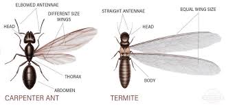 Uncover why southland pest service inc is the best company for you. Southwind Pest Termite Home Facebook