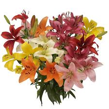 Free delivery and returns on ebay plus items for plus members. Asiatic Lilies Flowers For Sale Globalrose