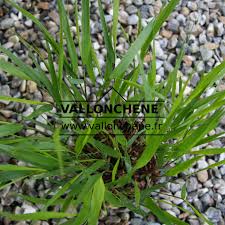 Image result for hakonechloa macra nicolas