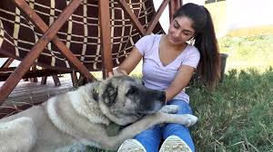 Karadeniz Yaylalarina Kangal Kopegi Onerisi Sivas Dailymotion Video