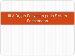 Sistem saraf terdiri atas sistem saraf pusat, yaitu otak besar, batang otak, otak kecil, dan sumsum tulang belakang. Ppt Iii A Organ Penyusun Pada Sistem Pencernaan Powerpoint Presentation Id 4595569