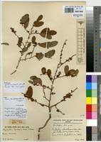 Image result for Phyllanthus beillei