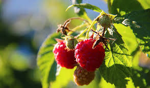 Planetoscope Statistiques Production Mondiale De Framboises