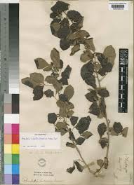 Image result for Allophylus rubifolius
