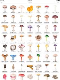 image result for mushroom identification guide stuffed