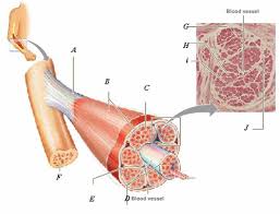 Slide 112 (plantar skin and tendon, h&e) view virtual slide. Microscopic Anatomy And Organization Of Skeletal Muscle Chapter 14 Flashcards Quizlet