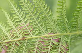 Image result for Dennstaedtiaceae