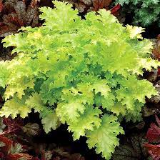 Use it as an edging plant. Pin On Grow Me