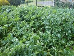 Je rajoute du terreau jusqu'en haut du pneu et j'arrose. Faut Il Arroser Les Pommes De Terre