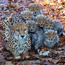 Cheetah Family No Photo Credit Given Animals Beautiful Cute Animals Animals Wild