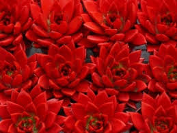 Check spelling or type a new query. Can You Turn A Succulent Red Learn How To Make Succulents Red