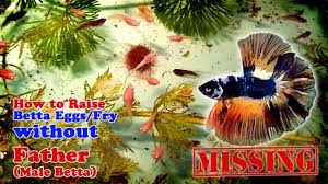 How To Raise Betta Eggs Fry Without Father Male Betta Upto 28 Days Old Vlog Youtube