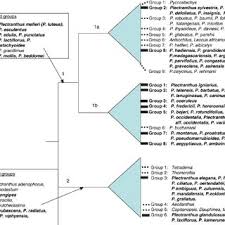 Image result for Plectranthus mandalensis