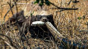 Florida's Deadly Solution: Honey Badgers vs. Burmese Pythons – Who Wins? |  Watch