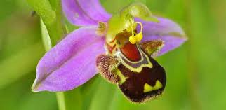 Image result for Summerhayesia