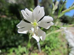 Let's start off with the top destinations that are both siargao made its first claim to fame as the philippines' surfing capital, and recently as the best island in the world (awarded by condé nast. Most Rare Flowers Top 10 Rarest Flowers In The World Rare Flower