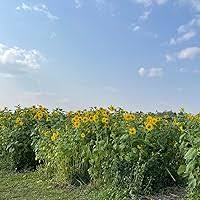 Hey, June by Cree Nomad