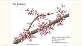 Plant patent applied forhas there ever been a more beautifully ornamental weeping redbud? Cercis Black Pearl Redbud Stunning Dark Purple Heart Shaped Leaves Lavender Pink Flowers Youtube