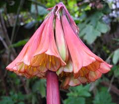 Image result for Cyrtanthus galpinii