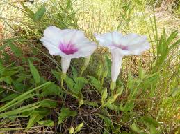 Image result for Ipomoea richardsiae