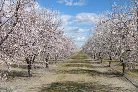 Turlock's first community garden a blooming success. Here S A Nutty Thought Maybe It S Time For A Walnut Festival Escalon Times