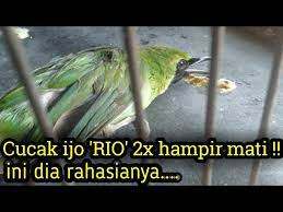 Banyak sekali penghobi burung yang berniat menangkarkan cucak ijo atau cucak hijau. Cucak Ijo Rio 2 X Hampir Mati Begini Cara Penanganannya Youtube