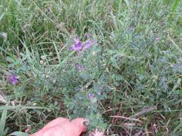 Image result for Medicago sativa
