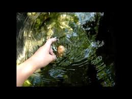 Долгие, долгие каникулы / les grandes grandes vacances (2015) (1 сезон). Les Grandes Vacances Episode 8 Youtube