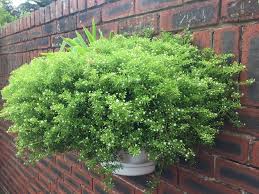 Image result for Crassula expansa