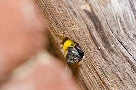 Local exterminator & pest control in new jersey. Carpenter Bees In New Jersey Prevent Carpenter Bees In Nj