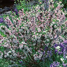 The hardy evergreen flowering shrubs are a part of the outdoor space that i feel do a very important job in our gardens. 10 Flowering Evergreen Shrubs Finegardening