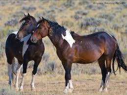 Check spelling or type a new query. Horse Images For Free Horses Wild Horses Mustangs Horse Adoption