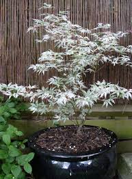 Barbara Stear Pastermum Profile Pinterest