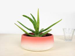 Maybe you would like to learn more about one of these? Low Flowerpot Studio Lorier Flowertop Low