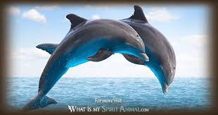 We did not find results for: Dolphin Symbolism Meaning Spirit Totem Power Animal