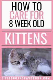 Behavior, weight, and dental development can help you tell how old your kitten is. How To Easily Care For 8 Week Old Kittens Live Long And Pawspurr