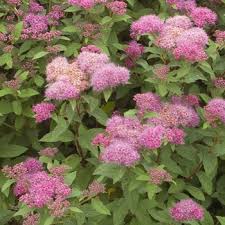 Image result for Spiraea x bumalda ´Crispa