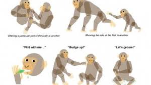 Researchers Translate Chimpanzee Language Iflscience Translator eu is an online multilingual text and phrase translator that provides translations to 42 languages its use is free of charge and does not. researchers translate chimpanzee