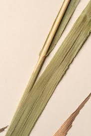 Image result for Bromus  kalmii