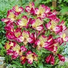 You Ll Get Months Of Bold Blooms To Enjoy Liven Up The Landscape With A Long Lived Perennial That Bears Loads Of Fr Peruvian Lilies Alstroemeria Flower Seeds