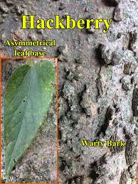 Image result for Lannea asymmetrica