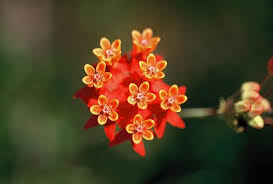 Native Florida Wildflowers Fewflower Milkweed Asclepias Lanceolata Asclepias Milkweed Wild Flowers